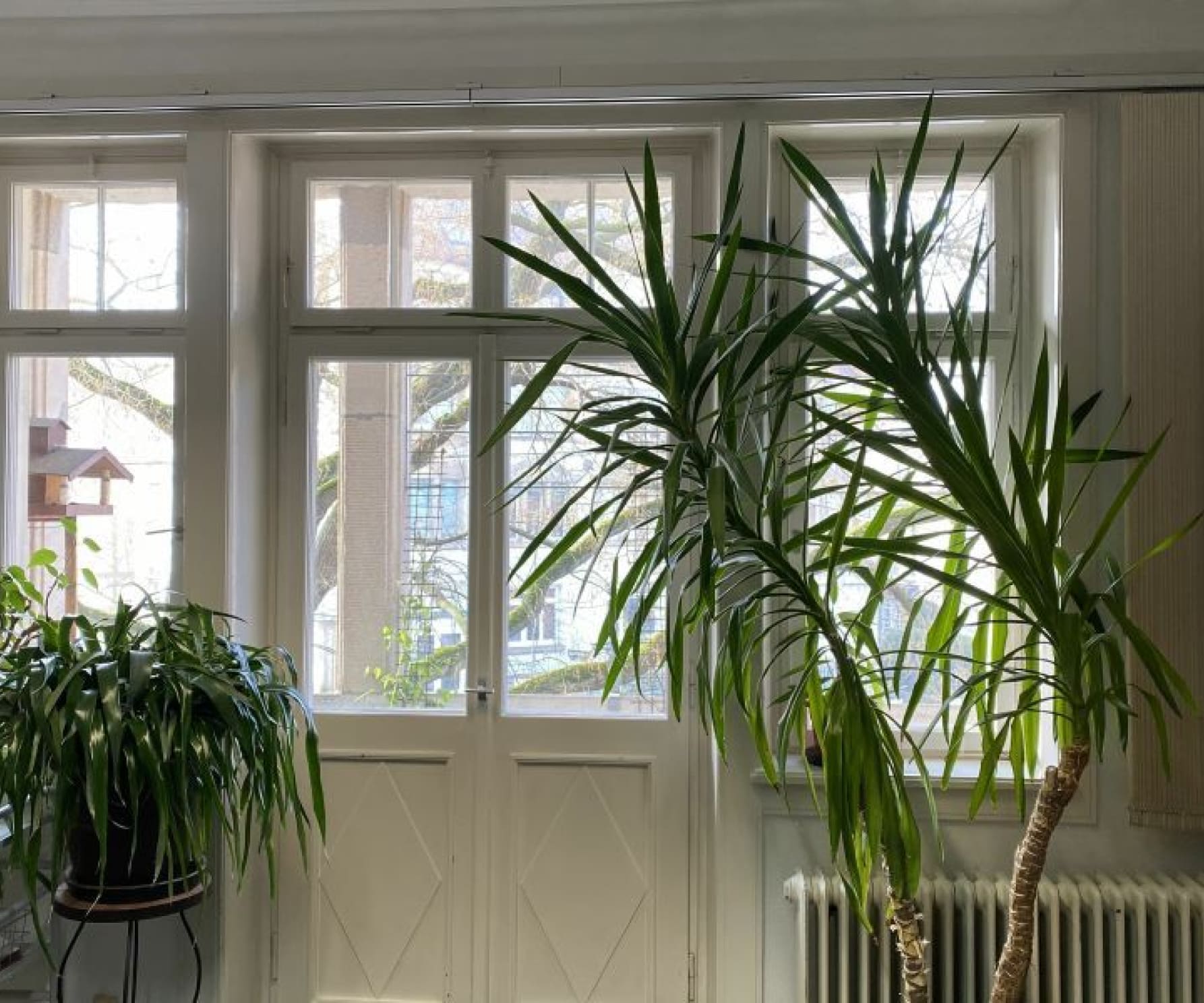 Fensterfront mit Pflanzen in den Räumen der Kanzlei Grass + Hellstern